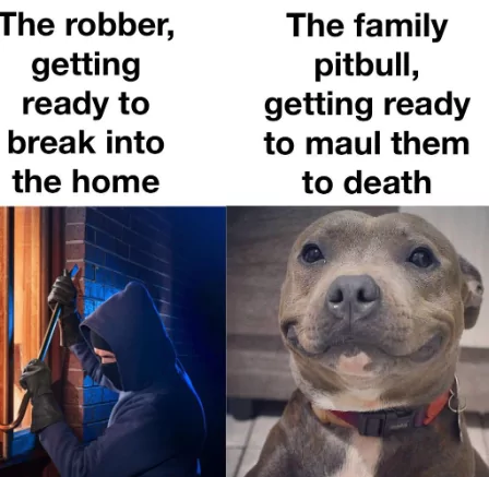 22 Pit Bull Memes for a Dose of Canine Comedy 14 The robber getting ready to break into the house - Pit Bull Memes
