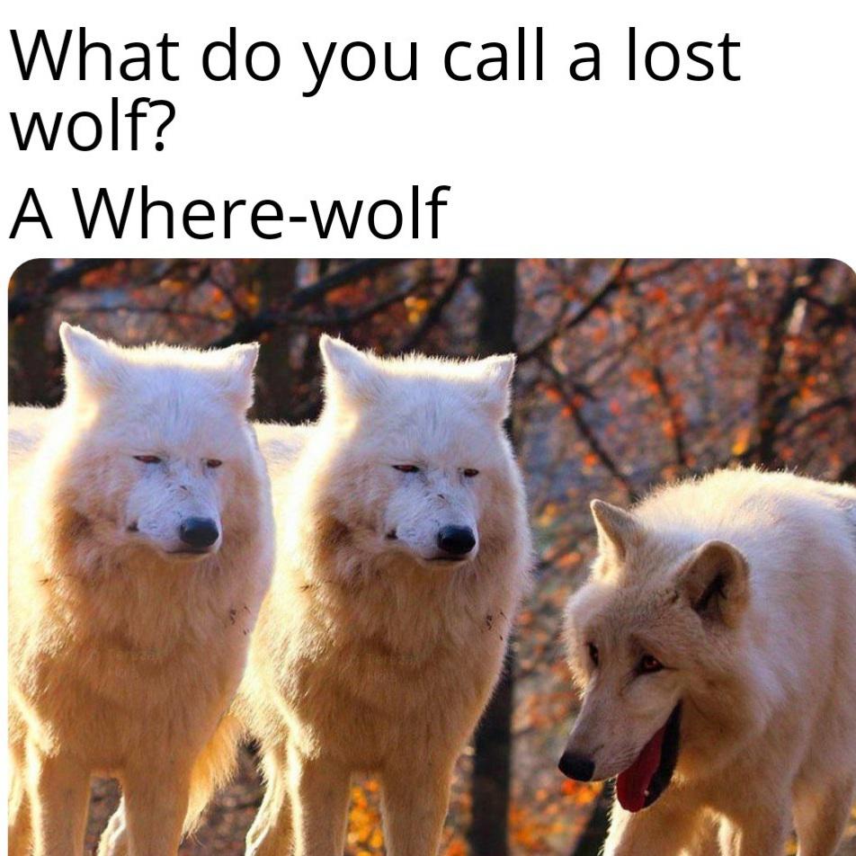 15 Wolf Memes That Will Make You Howl with Laughter 12 What do you call a lost wolf