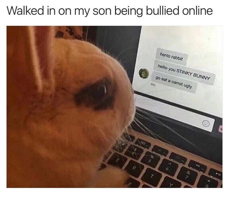 24 Rabbit Memes to Share the Hoppiness on International Rabbit Day! 14 Walked in on my son - Rabbit Memes