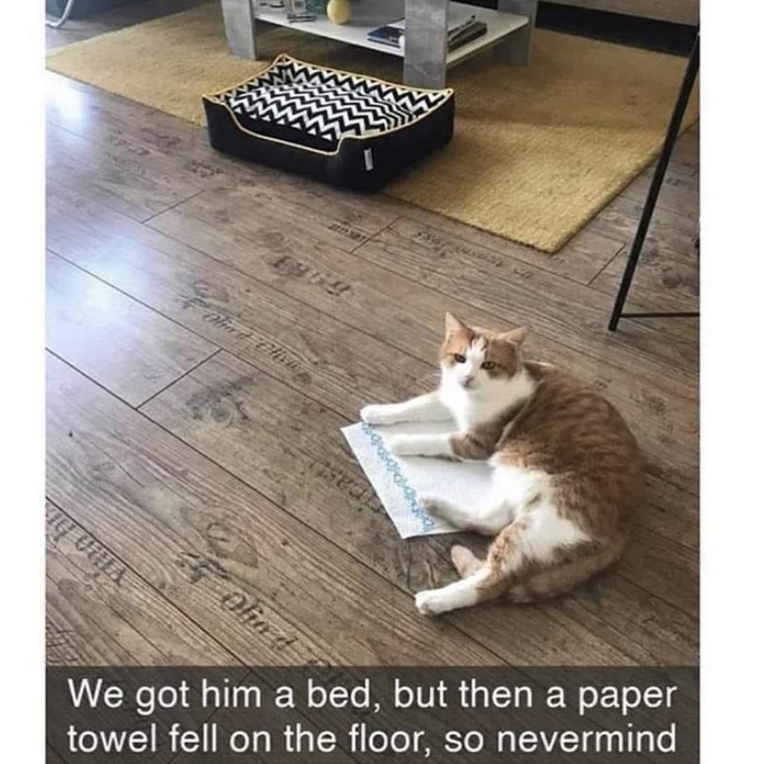 15 Funny Pets: Where Fur and Fun Collide 14 We got him a bed - Funny Pets