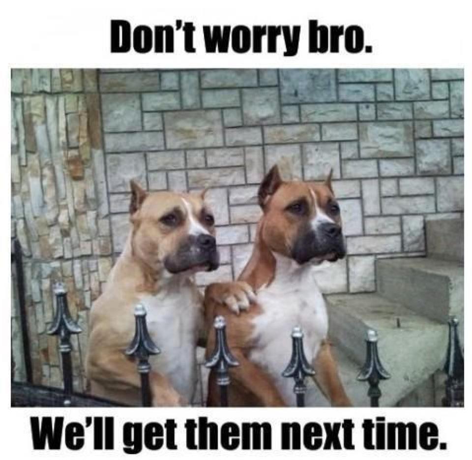 22 Pit Bull Memes for a Dose of Canine Comedy 16 We'll get him next time - Pit Bull Memes