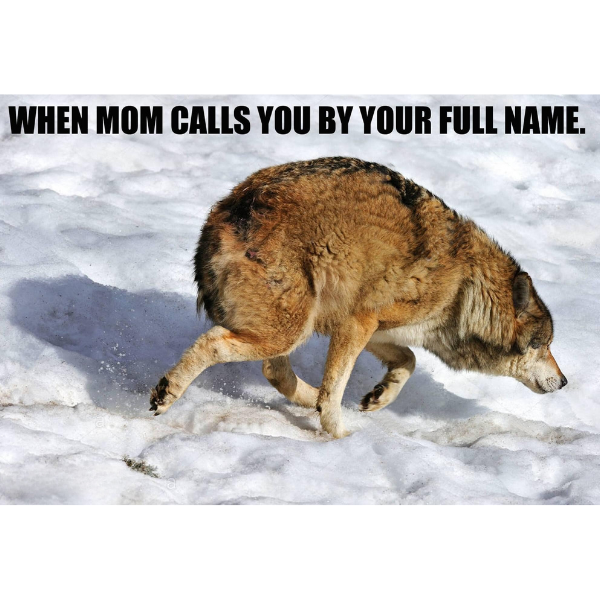 15 Wolf Memes That Will Make You Howl with Laughter 15 When mom calls you by full name