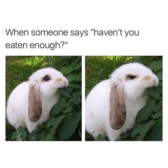 24 Rabbit Memes to Share the Hoppiness on International Rabbit Day! 16 When someone says - Rabbit Memes