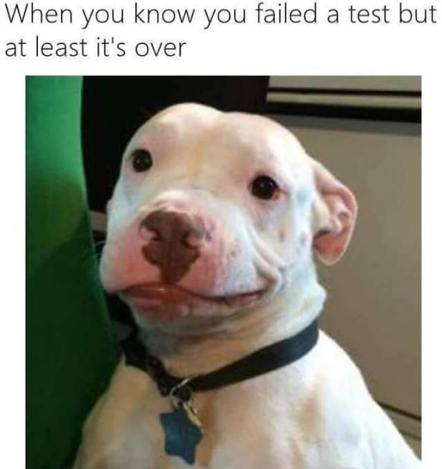 22 Pit Bull Memes for a Dose of Canine Comedy 18 When you know you failed - Pit Bull Memes