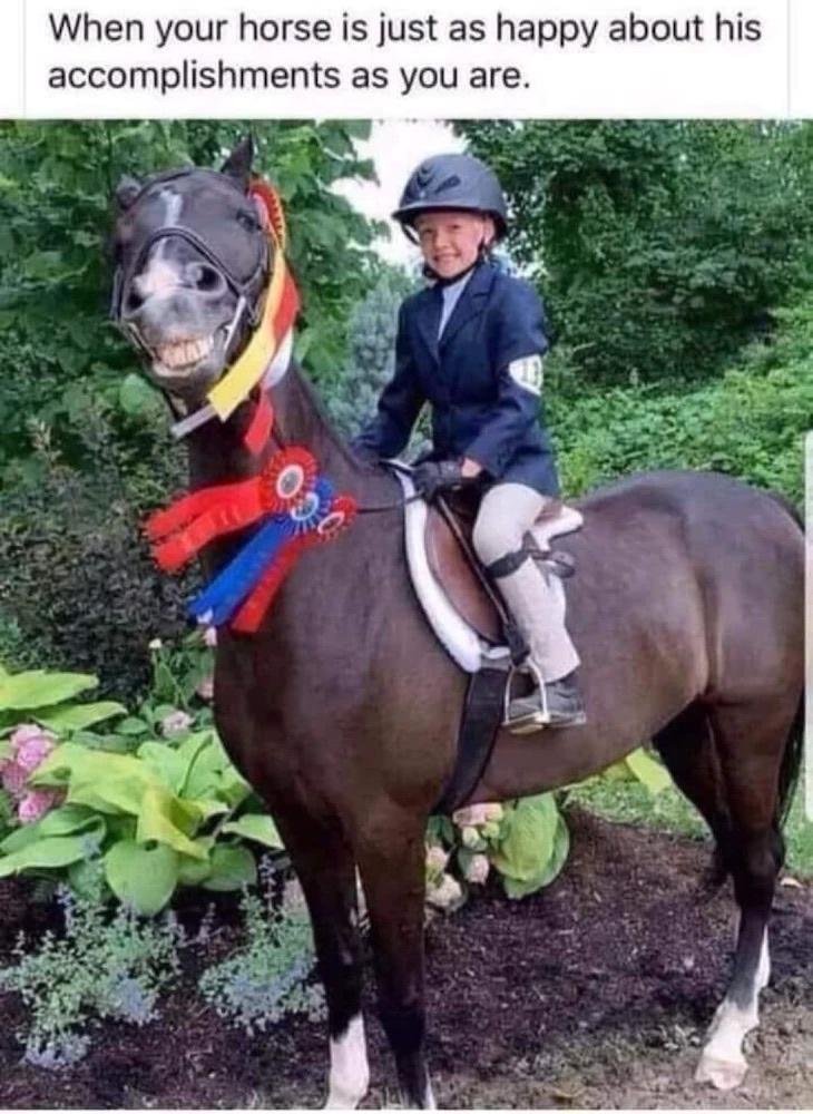 25 Quirky Humor Gems That Challenge Convention 21 When your horse is Happy