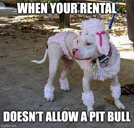 22 Pit Bull Memes for a Dose of Canine Comedy 19 When your rental doesnt allow pitbull - Pit Bull Memes