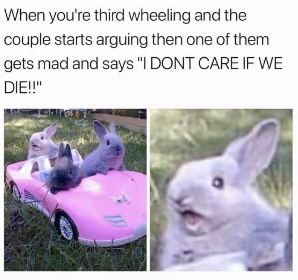24 Rabbit Memes to Share the Hoppiness on International Rabbit Day! 17 When youre third wheeling - Rabbit Memes