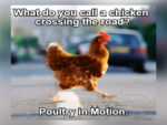 Why did the chicken cross the road - FG
