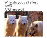 Wolf Memes - FG