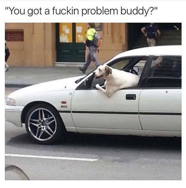 32 Irresistibly Funny Memes That Are Pure Comedy Gold 23 You got a problem buddy - Irresistibly Funny Memes