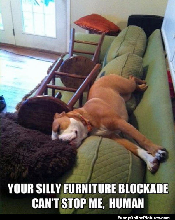 22 Pit Bull Memes for a Dose of Canine Comedy 20 Your silly furniture blockade - Pit Bull Memes