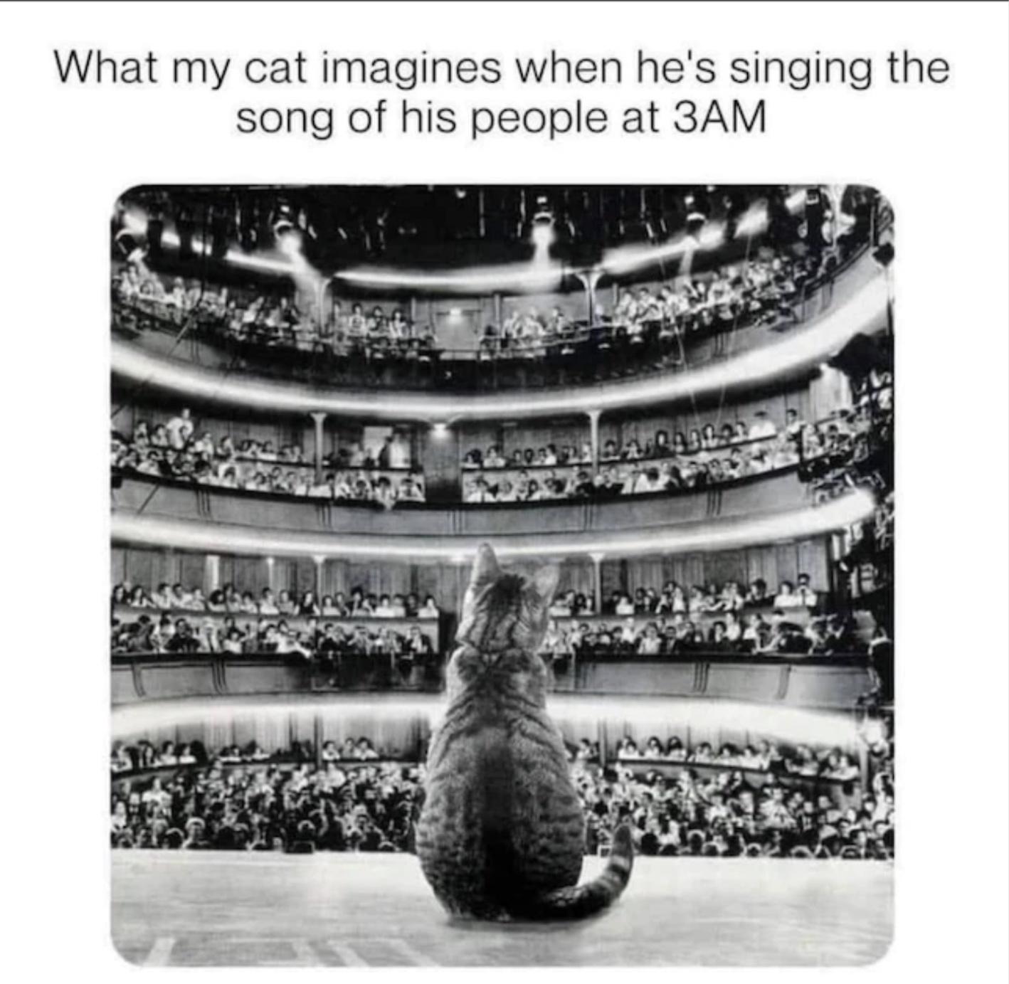 25 Quirky Humor Gems That Challenge Convention 25 what my cat imagines