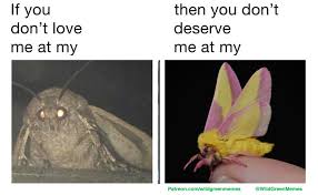 moth memes if you dont 