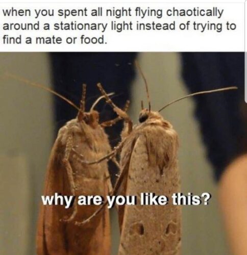 15 Moth Memes That Will Light Up Your Day 4 moth memes why are you?