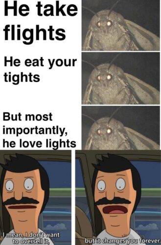 15 Moth Memes That Will Light Up Your Day 6 moth memes he takes
