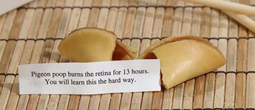 Funny Fortune cookies pigeon