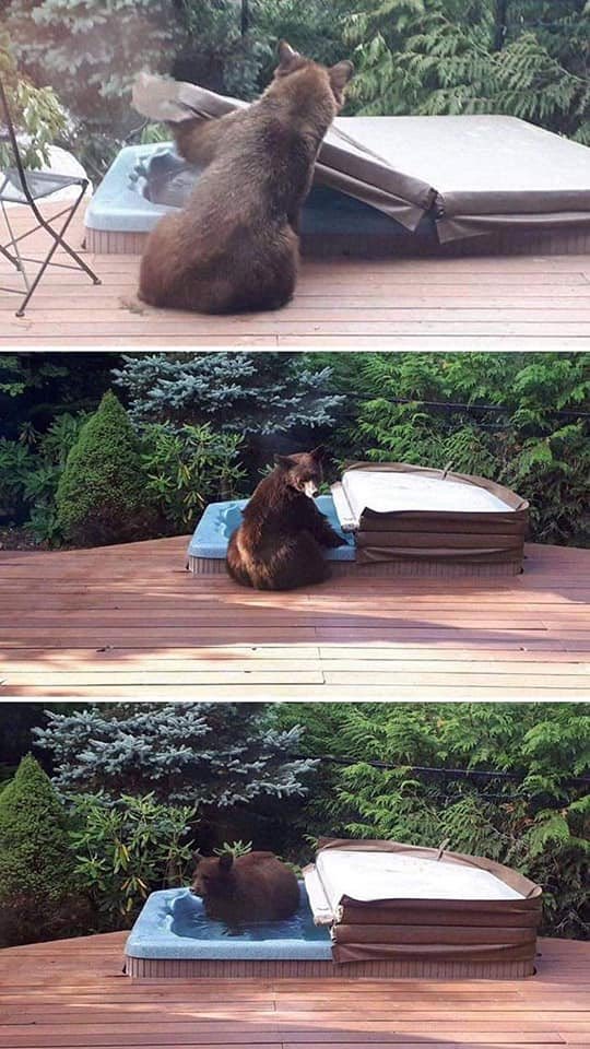 Bear in pool