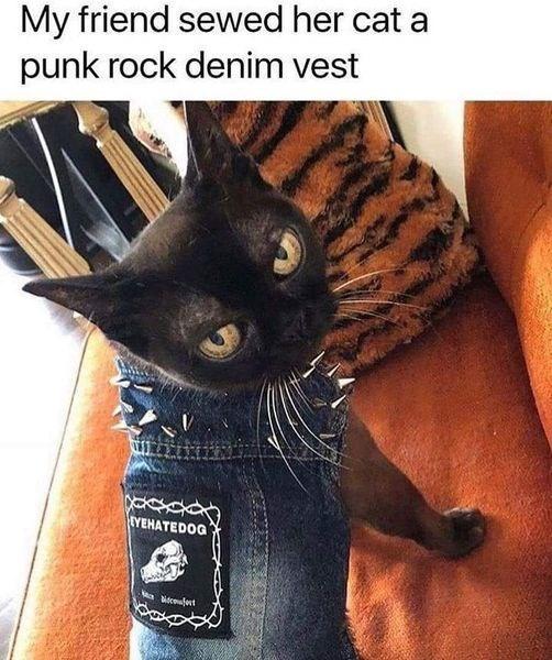 30 Cat Humor Memes: A Prescription for Instant Smiles 8 Denim jacket for cat - Cat Humor Memes
