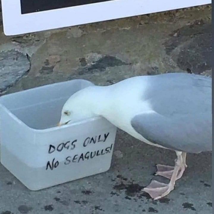 Dogs only no seagulls