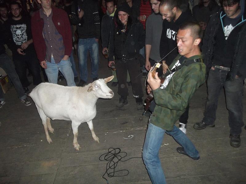 Goat listening to music