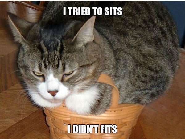 I tried to sits - Sad Cats Memes