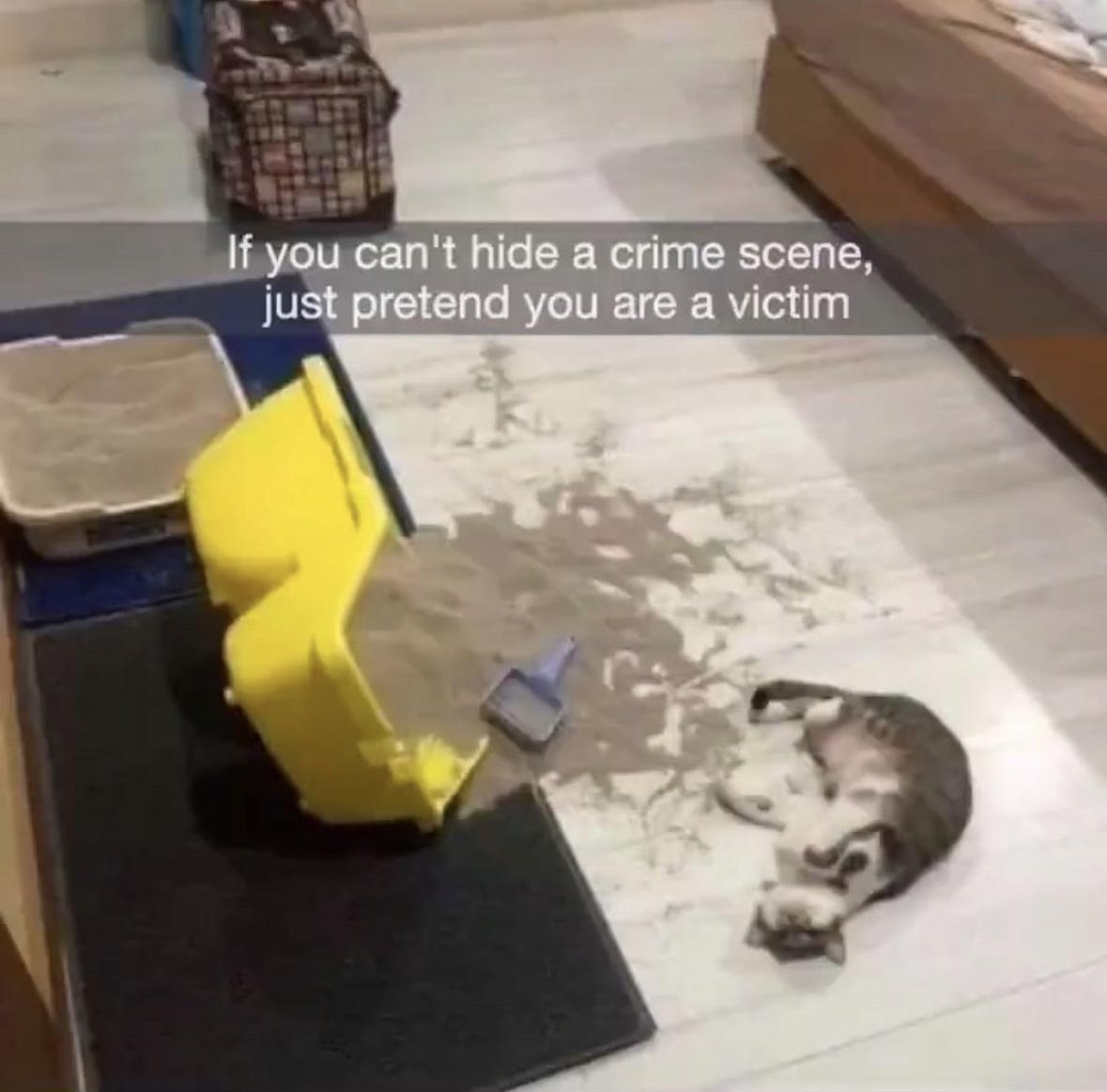 24 Silly Memes That Will Make You Wonder What's So Funny 5 If you cant hide the crime - Silly Memes