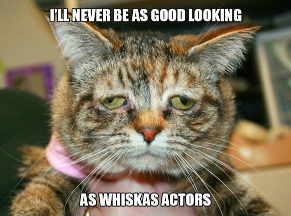 Ill never be as good looking - Sad Cats Memes