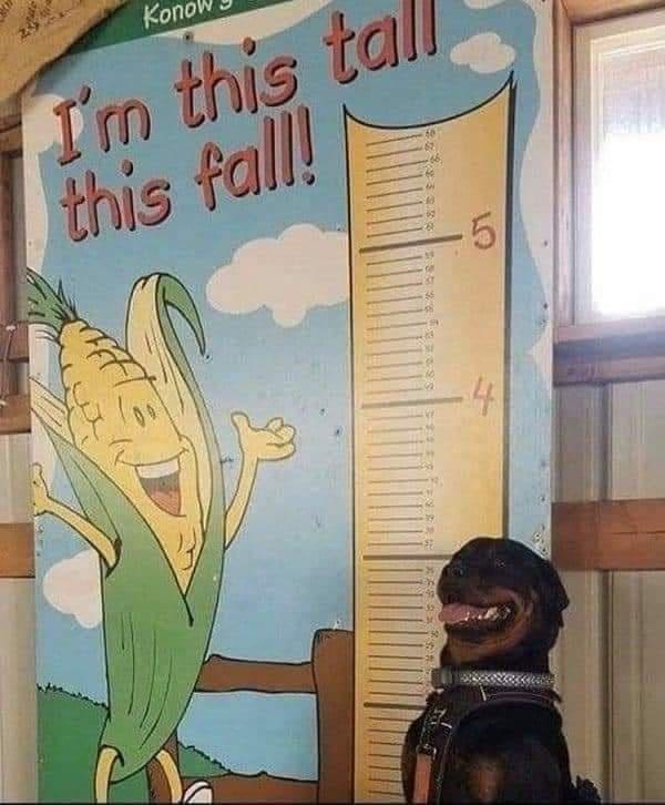 22 Unforeseen Humorous Gems 6 Im this tall