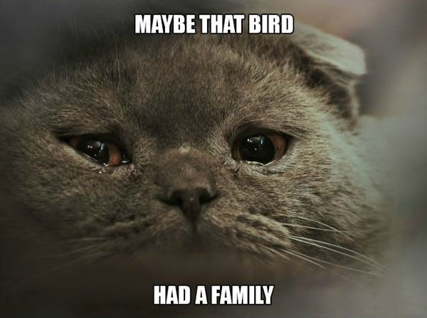 Maybe that bird - Sad Cats Memes