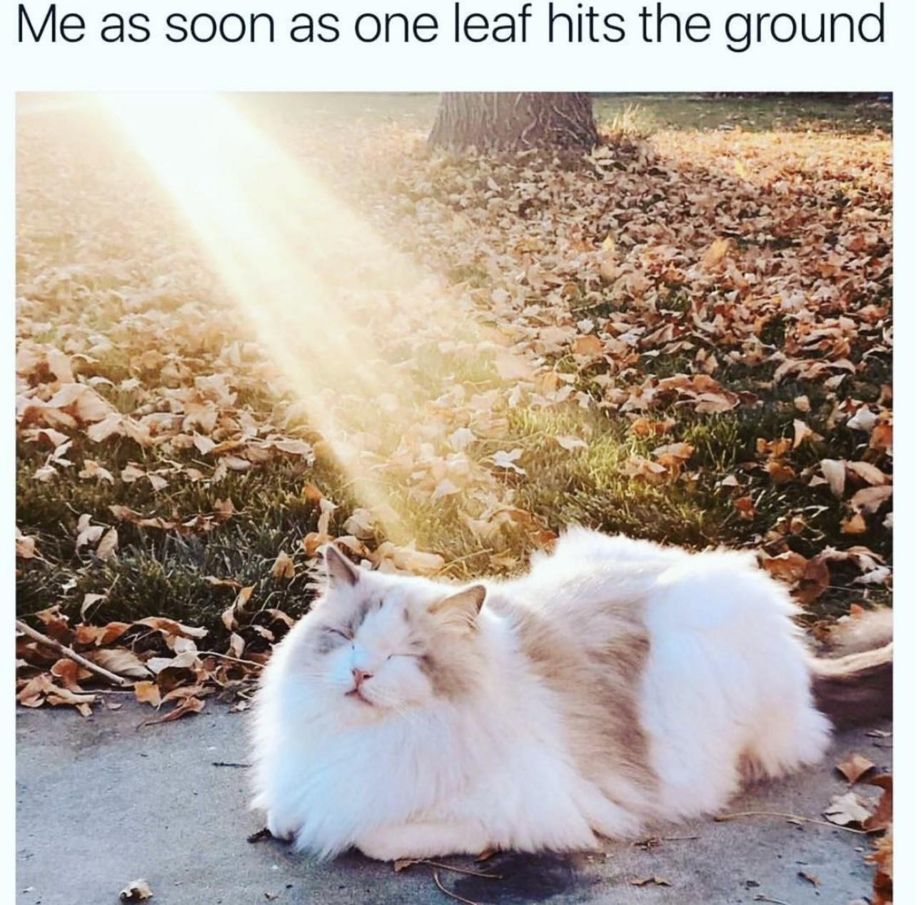 22 Unforeseen Humorous Gems 7 Me as soon as one leaf hits the ground