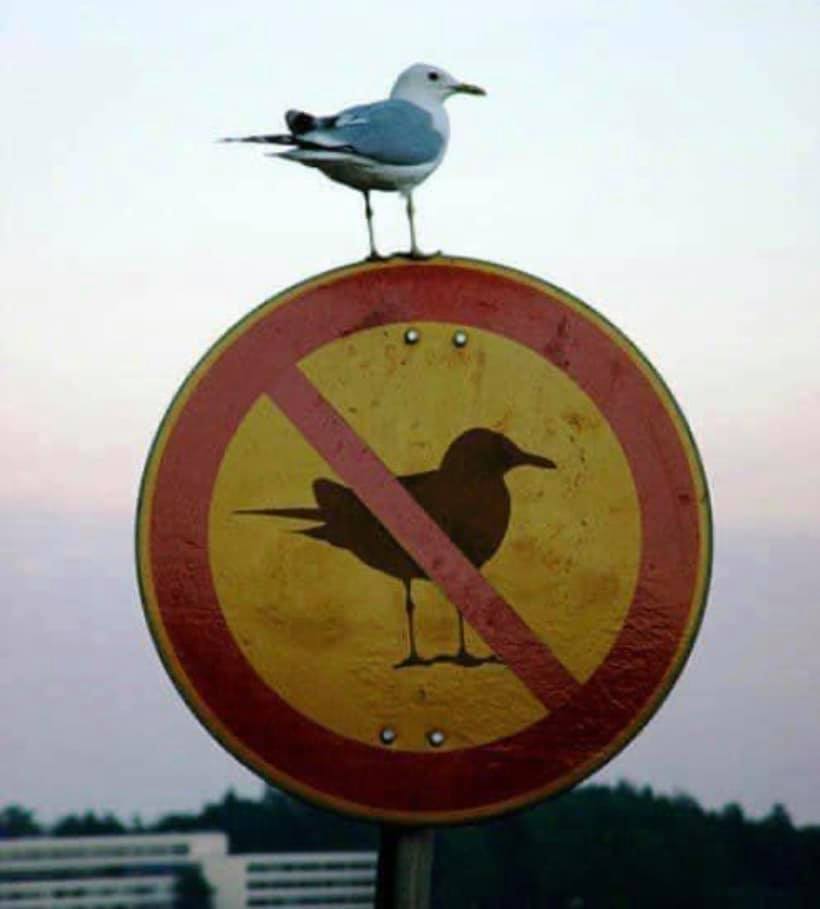 No birds allowed