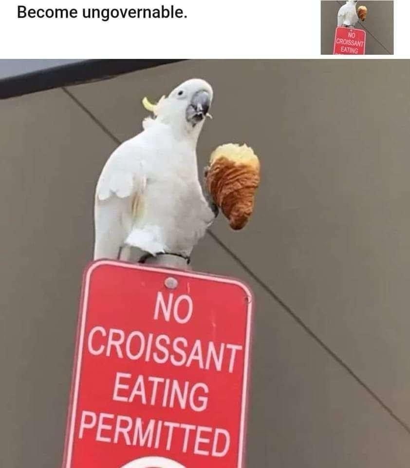No croissant