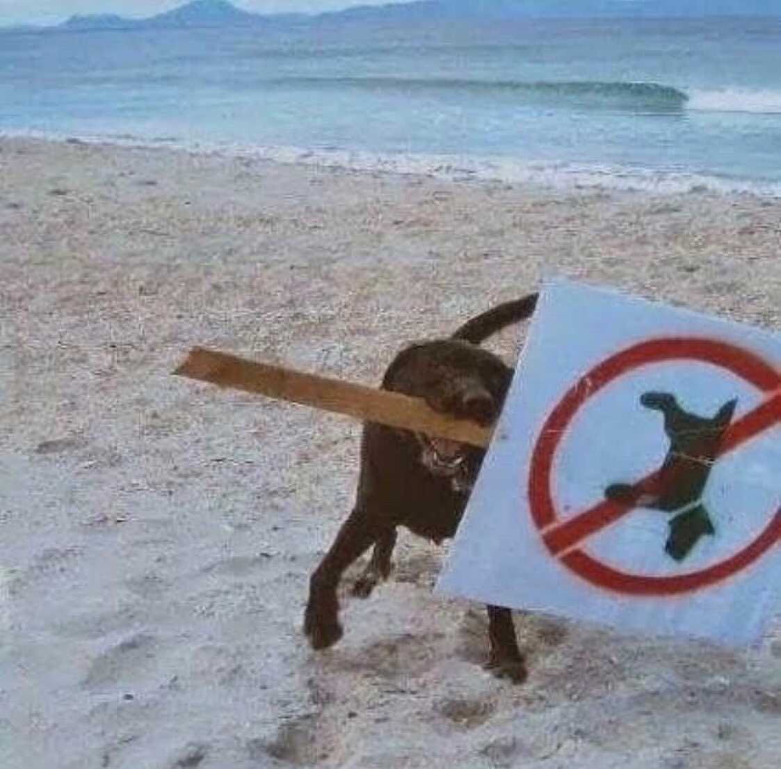 No dogs allowed sign