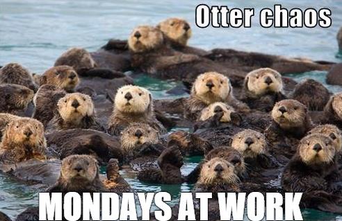 20 Monday Humor Memes for Hardcore Monday Haters 12 Otter chaos