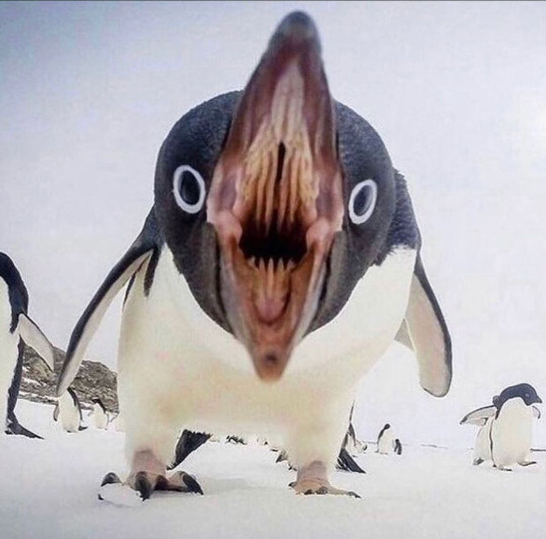 20 Hair-Raising Cursed Images Found on This Instagram Account 16 Penguin