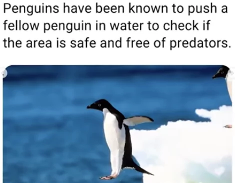 22 Animal Memes To Start Your Day Right 19 Penguins have been known - Animal Memes