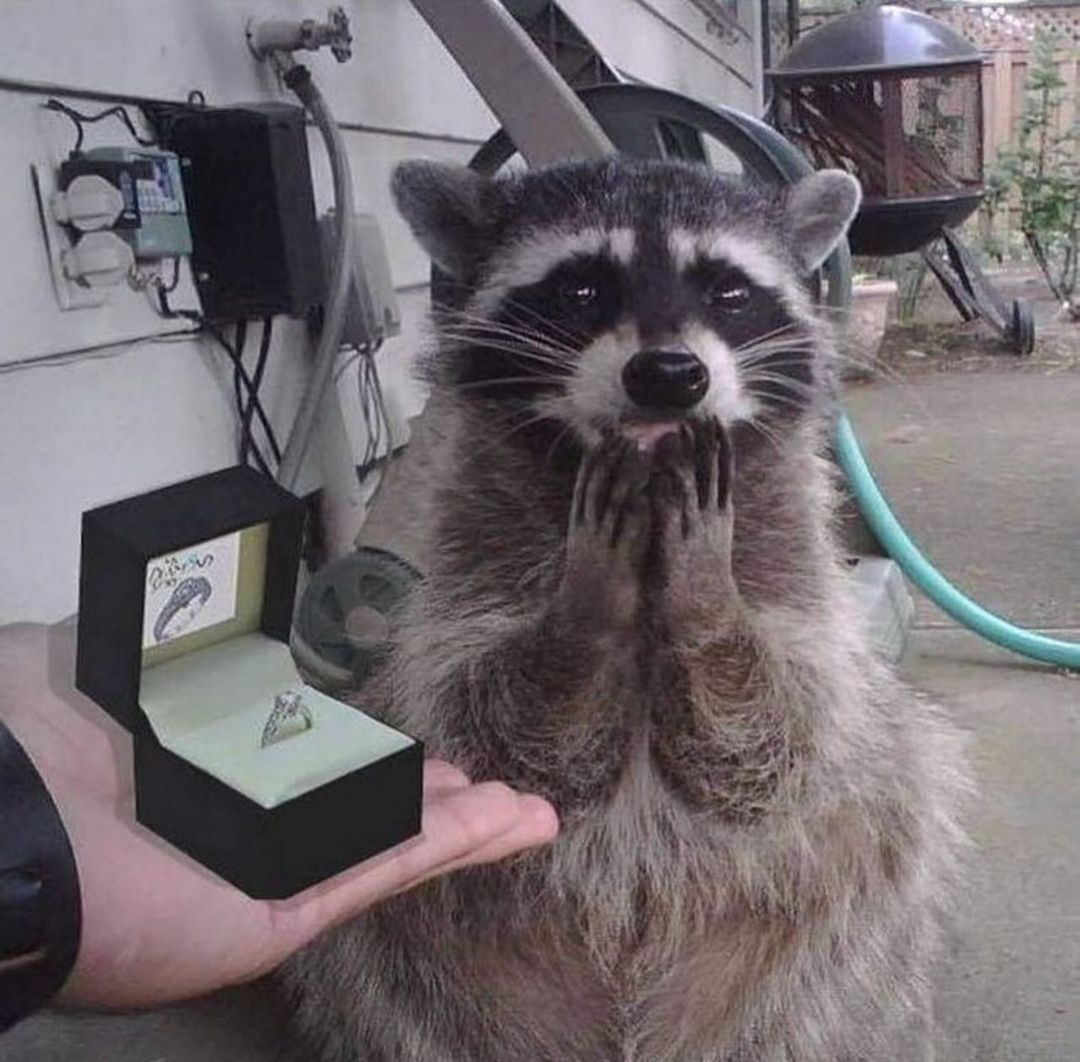 20 Hair-Raising Cursed Images Found on This Instagram Account 17 Proposing a racoon