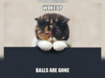 Sad Cat Memes - FG