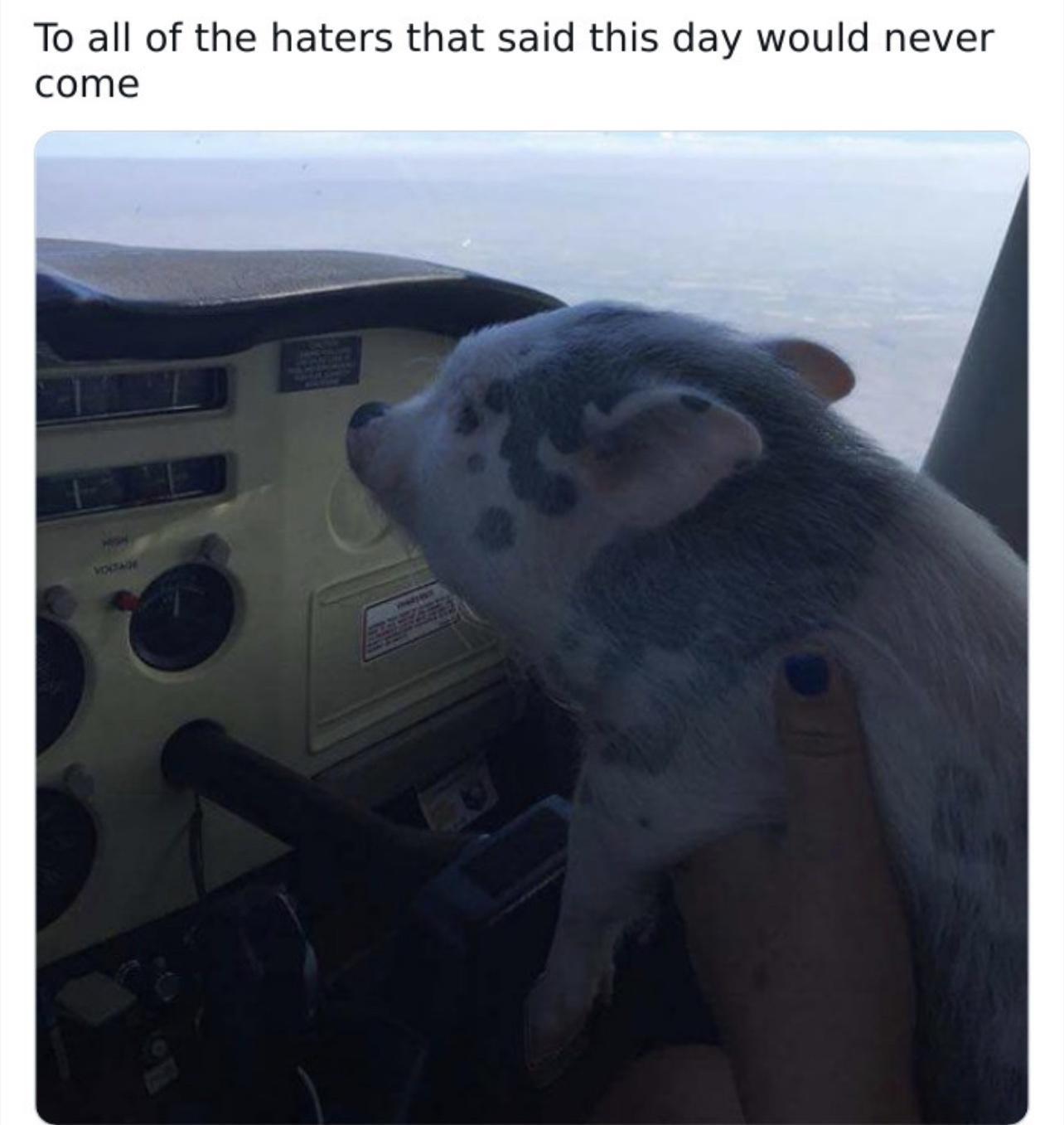 24 Silly Memes That Will Make You Wonder What's So Funny 15 To all the haters - Silly Memes