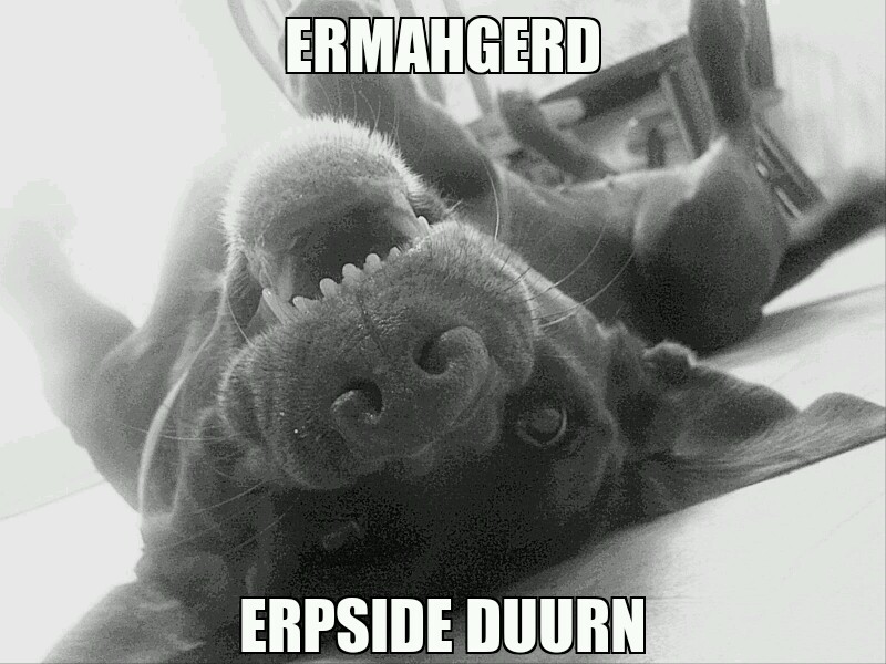 20 Ermahgerd Memes: Where Laughter Meets Misspelling 21 Upside down