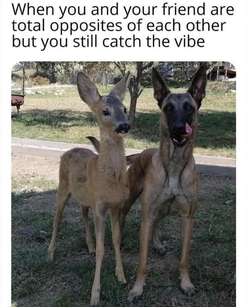 19 Memes That Make You Laugh, Think, and Reflect 13 When you and your friend is opposite - Memes That Make You Laugh, Think