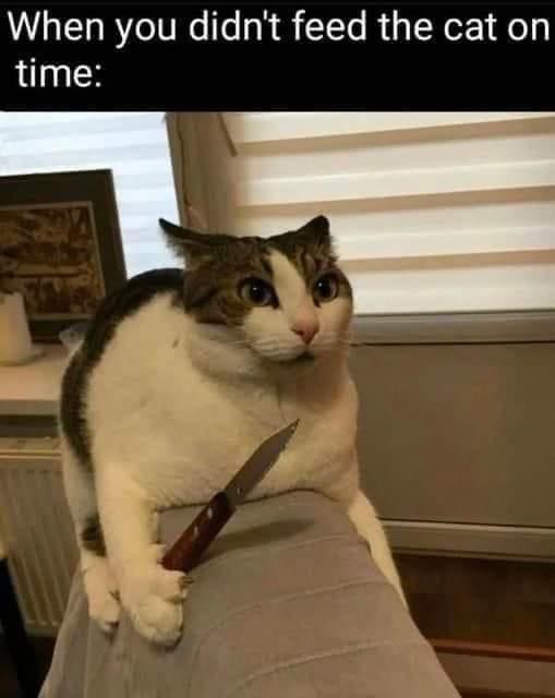 Laugh Through Adversity: 25 Memes for These Trying Times 19 When you didn't feed the cat on time