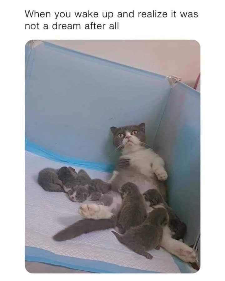 22 Animal Memes To Start Your Day Right 22 When you wake up