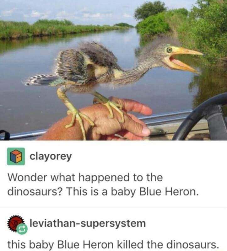 15 Out of Pocket Memes: When Comedy Crosses the Line 16 Wonder what happend to the dinosaurs - Out of Pocket Memes