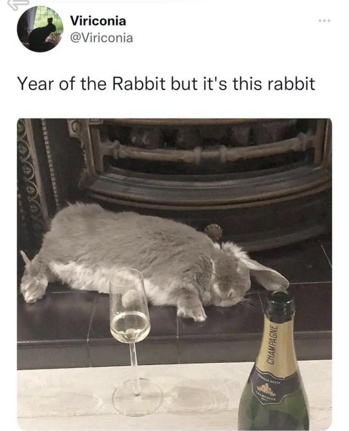 19 Memes That Make You Laugh, Think, and Reflect 15 Year of the rabbit - Memes That Make You Laugh, Think