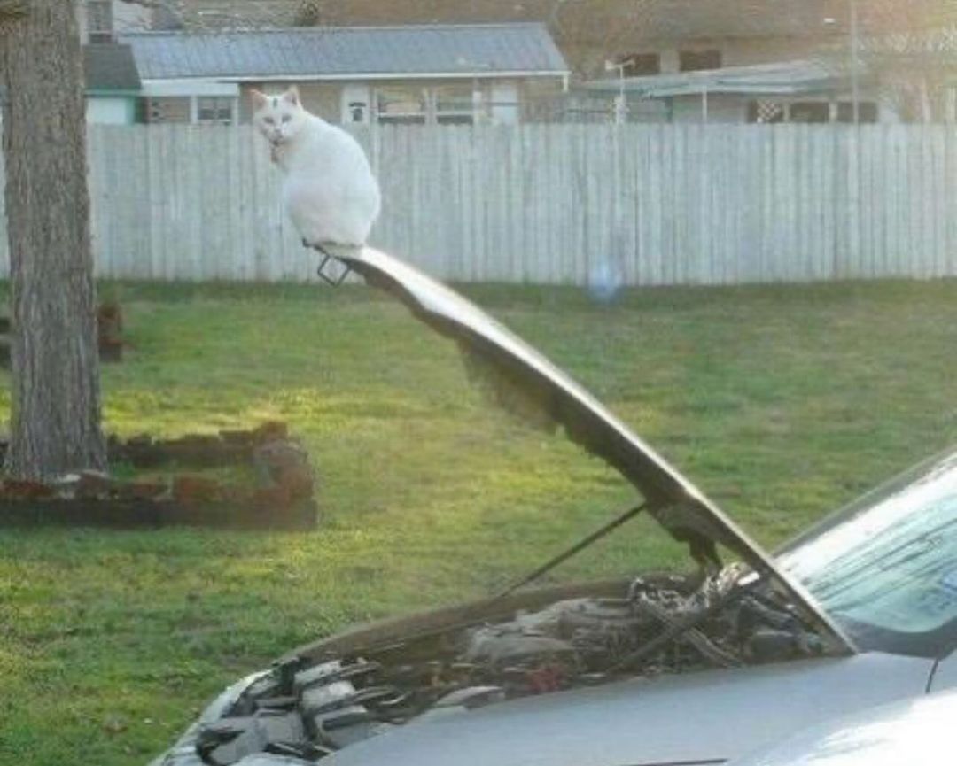 20 Hair-Raising Cursed Images Found on This Instagram Account 2 cat on bumper