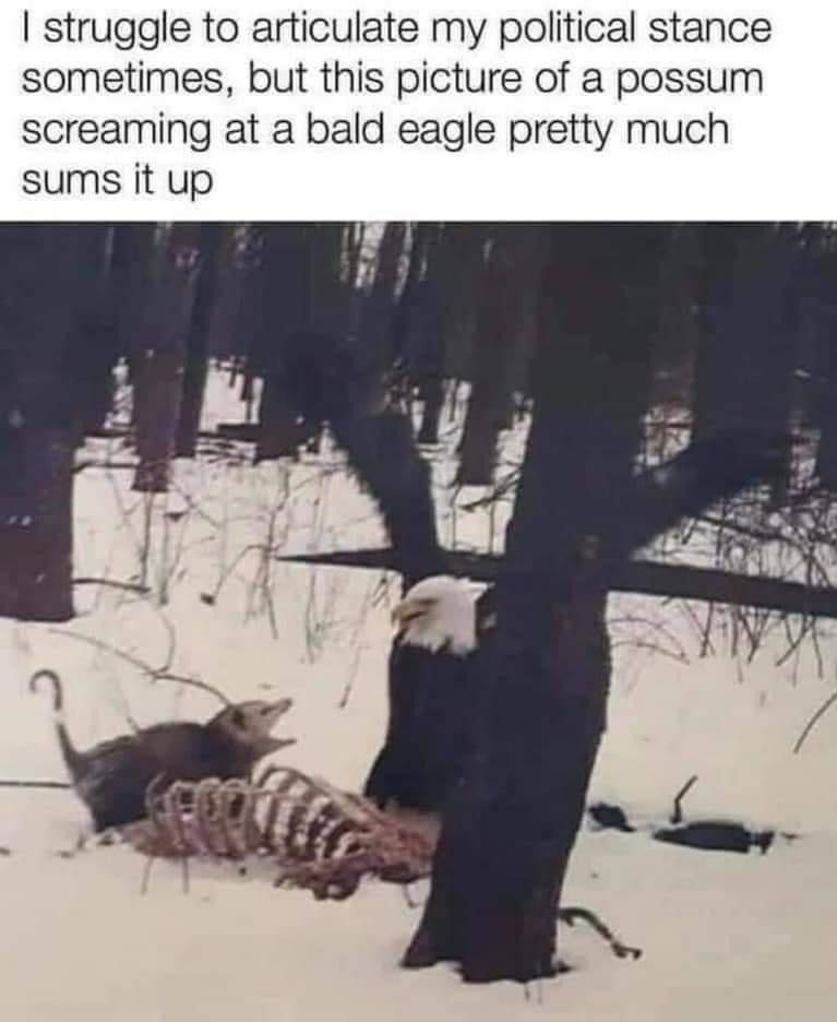 20 Possum Memes That are Possum-ively Hilarious 13 possum memes i struggle