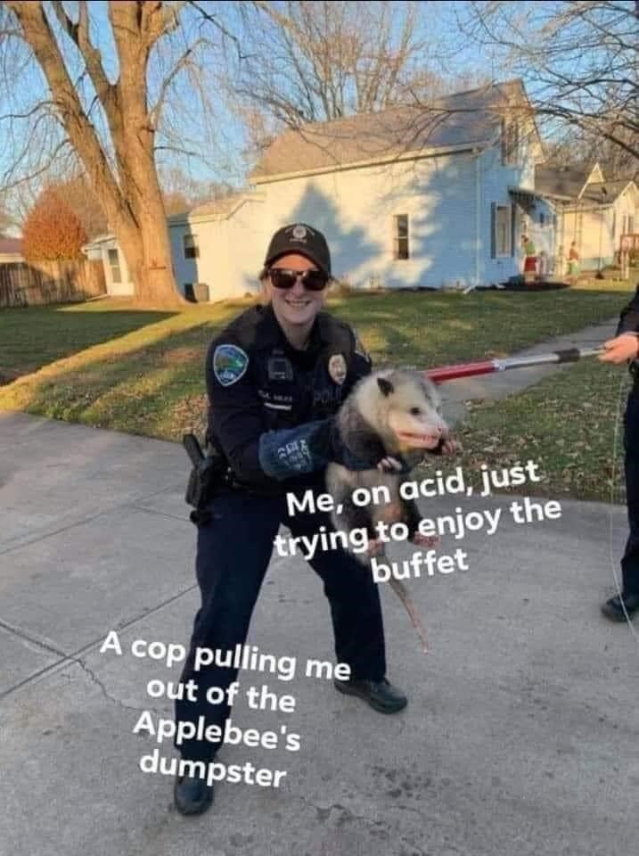 20 Possum Memes That are Possum-ively Hilarious 12 possum memes me on acid