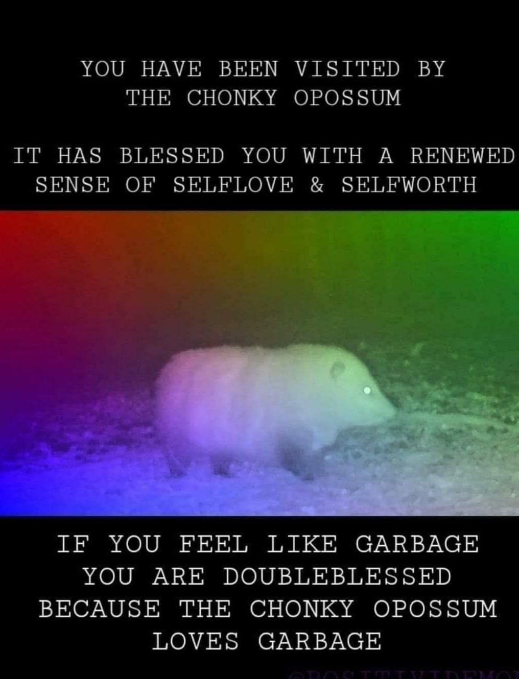 20 Possum Memes That are Possum-ively Hilarious 14 possum memes you have been