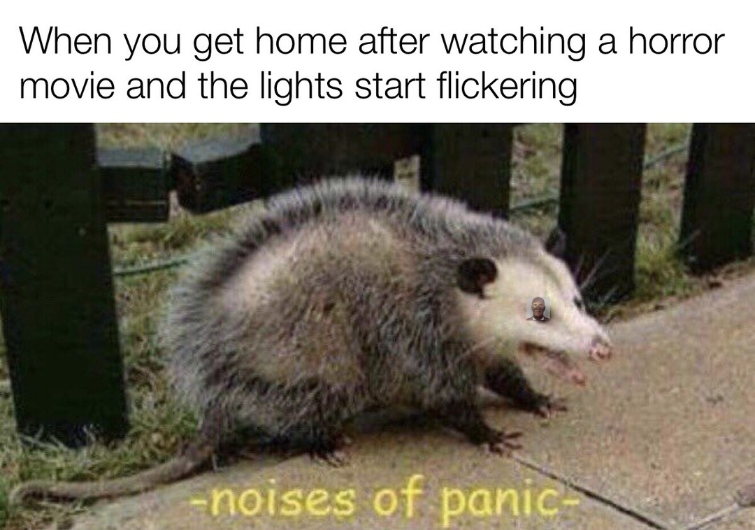 20 Possum Memes That are Possum-ively Hilarious 15 possum memes when you go